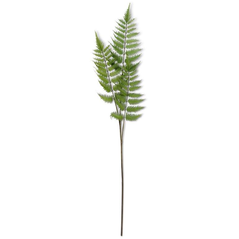 3 Branch Fern