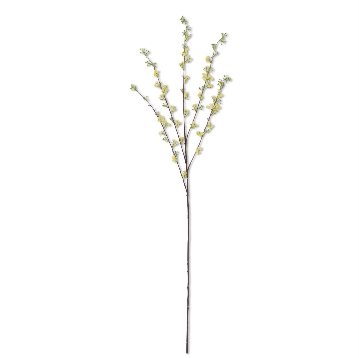 Yellow Hoary Willow Spray